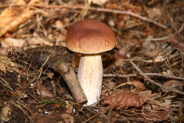 Steinpilz
