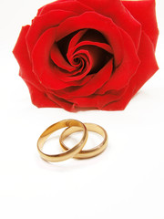 red rose and wedding rings