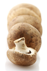 Fototapeta premium Mushrooms in row