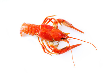 crayfish on white