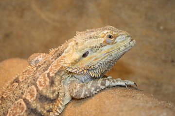 Reptil