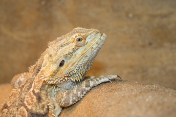 Reptil