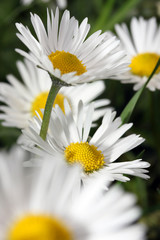 Fototapeta premium Daisy