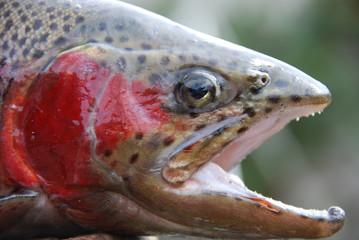 Lachsforelle ( Salmon Trutta trutta )