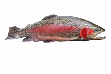 Lachsforelle ( Salmon Trutta trutta )