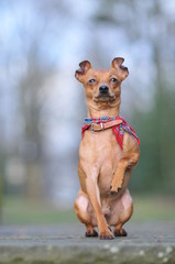 Rehpinscher