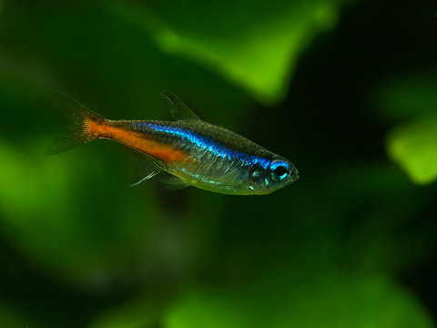 Neontetra