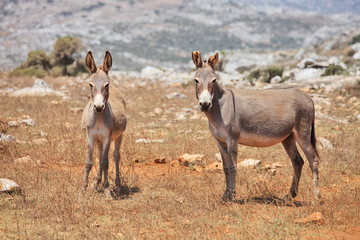 Two donkeys mule. Island Socotra