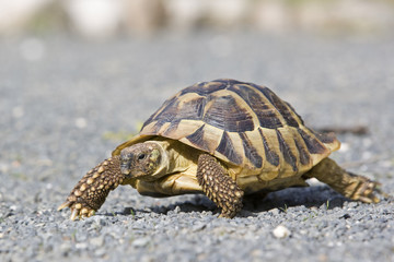 Griechische Landschildkröte (Testudo hermanni)