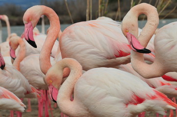 Flamants roses