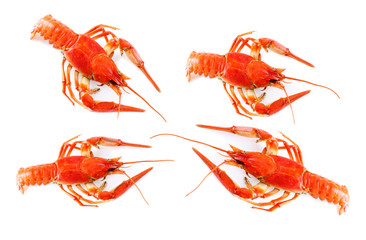 crayfish isolated