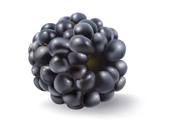 blackberries on white background