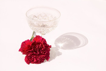 glass of champagne and carnation
