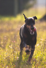 dobermann che corre