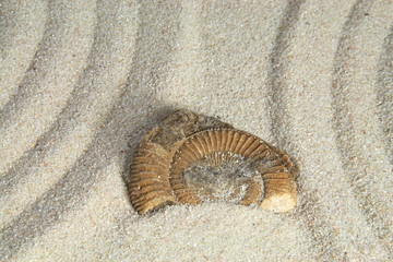 Ammonit auf Sand