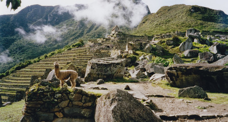 alpaca machi picchu ruins peru © simon gurney