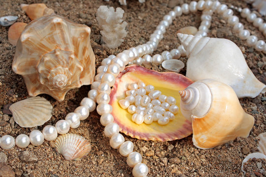 Magnificent background with sea cockleshells and pearls