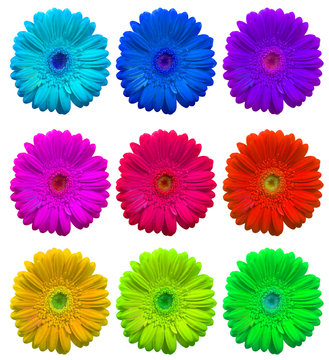 multicolored Flowers
