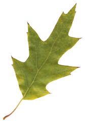 Eichenblatt