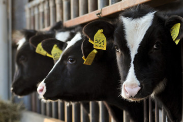 young calves