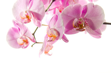 Orchidee