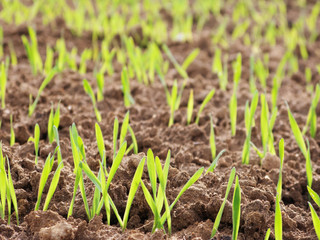 Young wheat