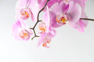Türaufkleber Orchideen © VRD
