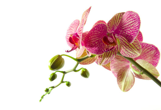 Orchidee