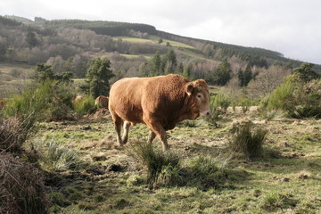 taureau de race limousin