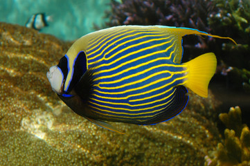 Fototapeta na wymiar Jasne tropikalnych ryb (Cesarz Skalary - Pomacanthidae)