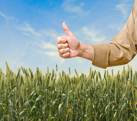 Wheat field