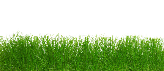 Obraz premium Green grass.