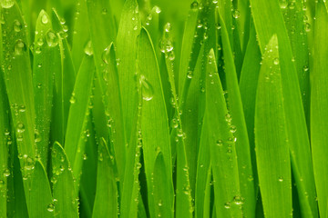 Fototapeta na wymiar Green grass with dew drops.