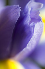 Naklejka na ściany i meble Iris flower