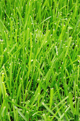 prato inglese © Silvano Rebai