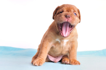 Cute Puppy Yawning