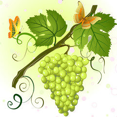 branch of green grapes