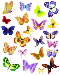 set of different butterflies