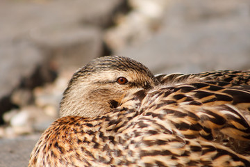 Ente Nahaufnahme