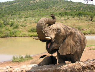 Elephant with open mouth