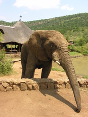 Elephant extending trunk