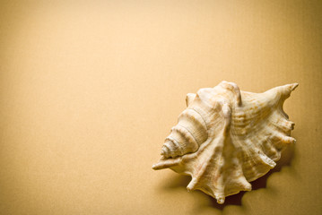Seashell