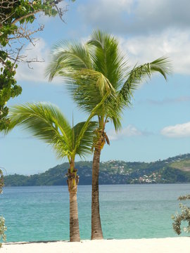 Palm tree in Grenada