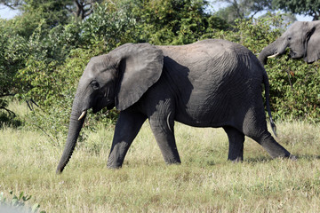Naklejka na ściany i meble Elephant walking through grass