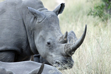 Obraz premium Profile of Rhino