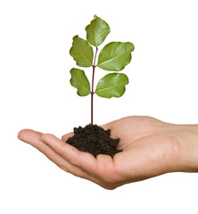 tree seedling in hand as a symbol of nature protection