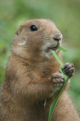 prairie dog