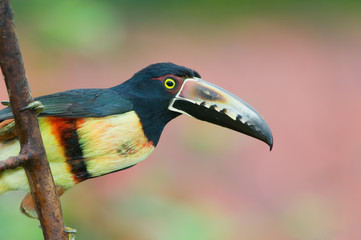 Collared Aracari, a Toucan from Central America.