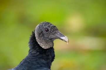 black vulture portrait.