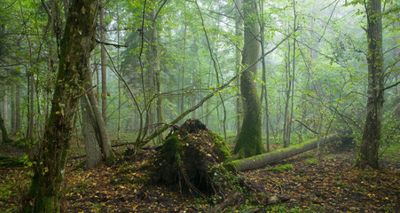 Broken tree and misty stand in background